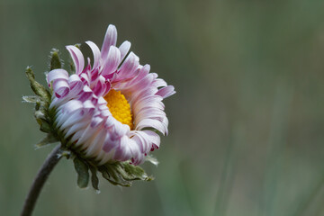 Margarita silvestre Bellis perennis de otoño semicerrada en día ventoso en el parque natural...