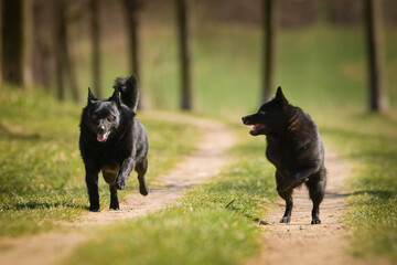 Two dogs of schipperke are running in grass. Summer day in nature with dogs. walk with dog.	