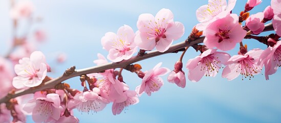 In spring the branch of the fruit tree is adorned with new and vibrant pink flowers - obrazy, fototapety, plakaty