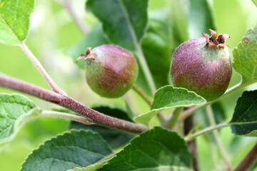 Nahaufnahme Apfelknospe