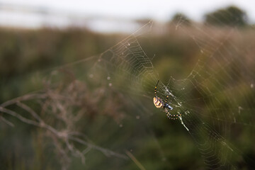 Spider on the web, on a natural green background. There is a place for the inscription