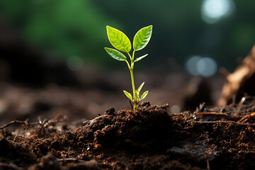 Fototapeta premium Young Plant Growing In Sunlight