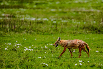 Naklejka na ściany i meble Portrait of a golden jackal/gold wolf in a natural environment