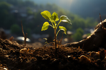 Young Plant Growing In Sunlight