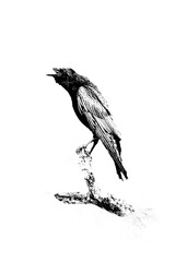crow on a branch