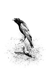 crow