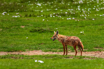 Portrait of a golden jackal/gold wolf in a natural environment