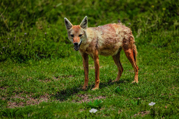 Portrait of a golden jackal/gold wolf in a natural environment