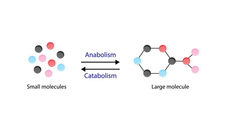 Anabolism, Catabolism. Anabolism is a process of building up complex macromolecules. Catabolism is process of breaking down complex macromolecules into small molecules. ATP energy. Vector design. - obrazy, fototapety, plakaty
