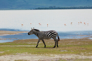 Fototapeta na wymiar Zebras and wildebeests walking beside lake Ngorongoro