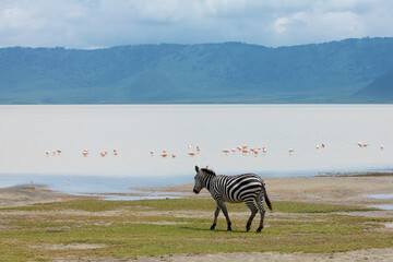 Obraz premium Zebras and wildebeests walking beside lake Ngorongoro