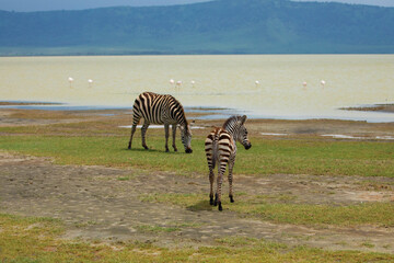 Fototapeta na wymiar zebra mother and baby.