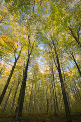 Broadleaved beech woodland in autumn 