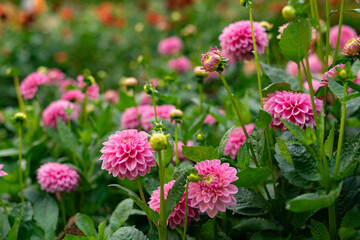 Pink dahlia flowers in the garden