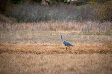 Fototapeta premium Great Blue Heron wading in a marshland looking for food. In Washington, the Great Blue Heron is common in marshes, mud flats, and agricultural areas. 