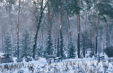 Fototapeta premium Bench in park with falling fir and pine trees after sleet load and heavy snow at the background. Snow-covered winter street in a city. Weather forecast concept.