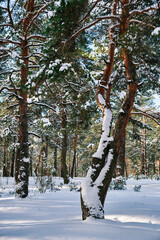Pine trees covered with snow on frosty sunny day in winter.