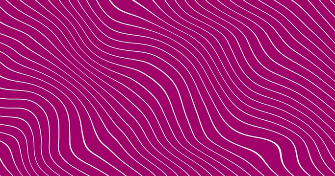 Abstract thin white color wavy line over pink color background. wavy lines flowing grey white background seamless loop. flat animated motion graphic background.