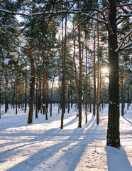 Winter Wonderland: Sunlit Snowfall Amidst Pine Trees