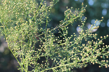 Annual wormwood (Artemisia annua) grows in nature