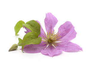 Obraz premium Purple clematis and leaves.