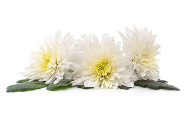 Three white chrysanthemums.