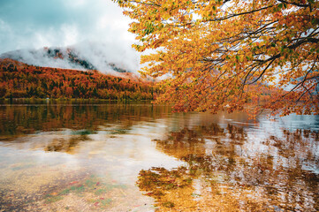 Yellow autumn trees on the shore of lake in Slovenia 