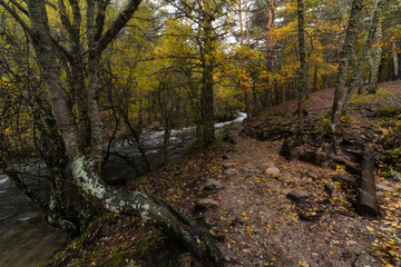 Bosque Otoño