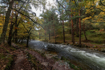 Fototapeta na wymiar Rio y Bosque Otoño valle de la Angostura