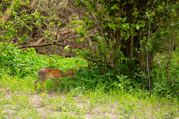 Dik dik antelope in Tarangire National Park, Tanzania.