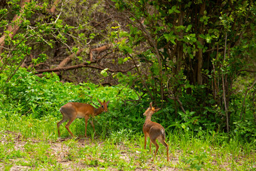 Dik dik antelope in Tarangire National Park, Tanzania.
