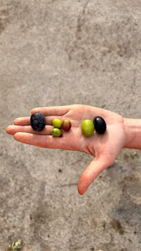 Varieties of Olives in Hand: Picual, Arbequina, and Empeltre. Spanish olive varieties. Olive oil maiking. Virgin olive oil.