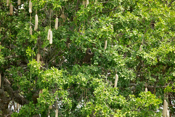 Sausage tree hanging between tree Kigelia africana