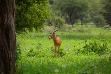 Grant's gazelle male buck closeup in park Tanzania
