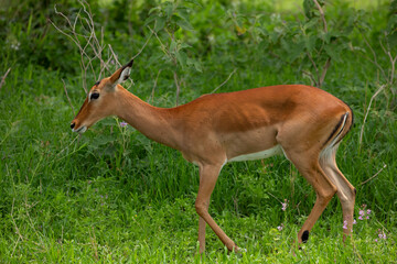 Grant's gazelle male buck closeup in park Tanzania