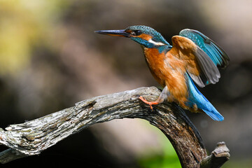 The kingfisher has just landed on the branch. Illustration. Poland.