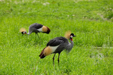 Grey crowned crane (Balearica regulorum) in savannah
