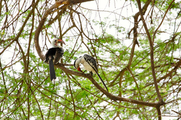 Jacksons Hornbill Tockus jacksoni in Tanzania Africa