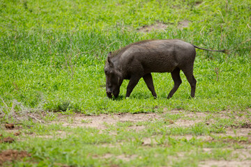 Common Warthog portrait in wild.