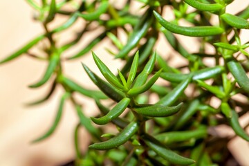 Foliage and branches of a Crassula tetragona