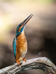 A kingfisher sitting on a branch gives warning signals towards an intruder threatening his mink. Poland.