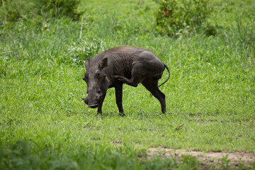 Common Warthog portrait in wild.