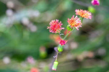 Florida tasselflower. Emilia fosbergii