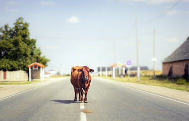 Brown cow walking on the empty country road