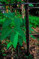 long beans This vegetable is usually grown as a short annual crop and is often used in cooking in various cultures