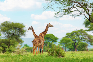african beautiful landscape with tree and giraffe