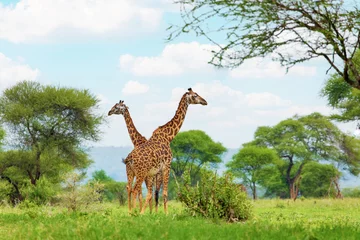 Fototapeten african beautiful landscape with tree and giraffe © Elena