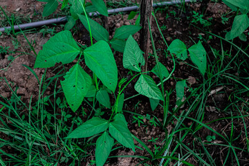 long beans This vegetable is usually grown as a short annual crop and is often used in cooking in various cultures
