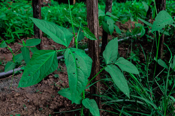 long beans This vegetable is usually grown as a short annual crop and is often used in cooking in various cultures