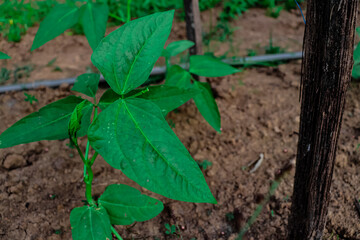 long beans This vegetable is usually grown as a short annual crop and is often used in cooking in various cultures